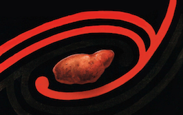 Kōrero mō te Kūmara